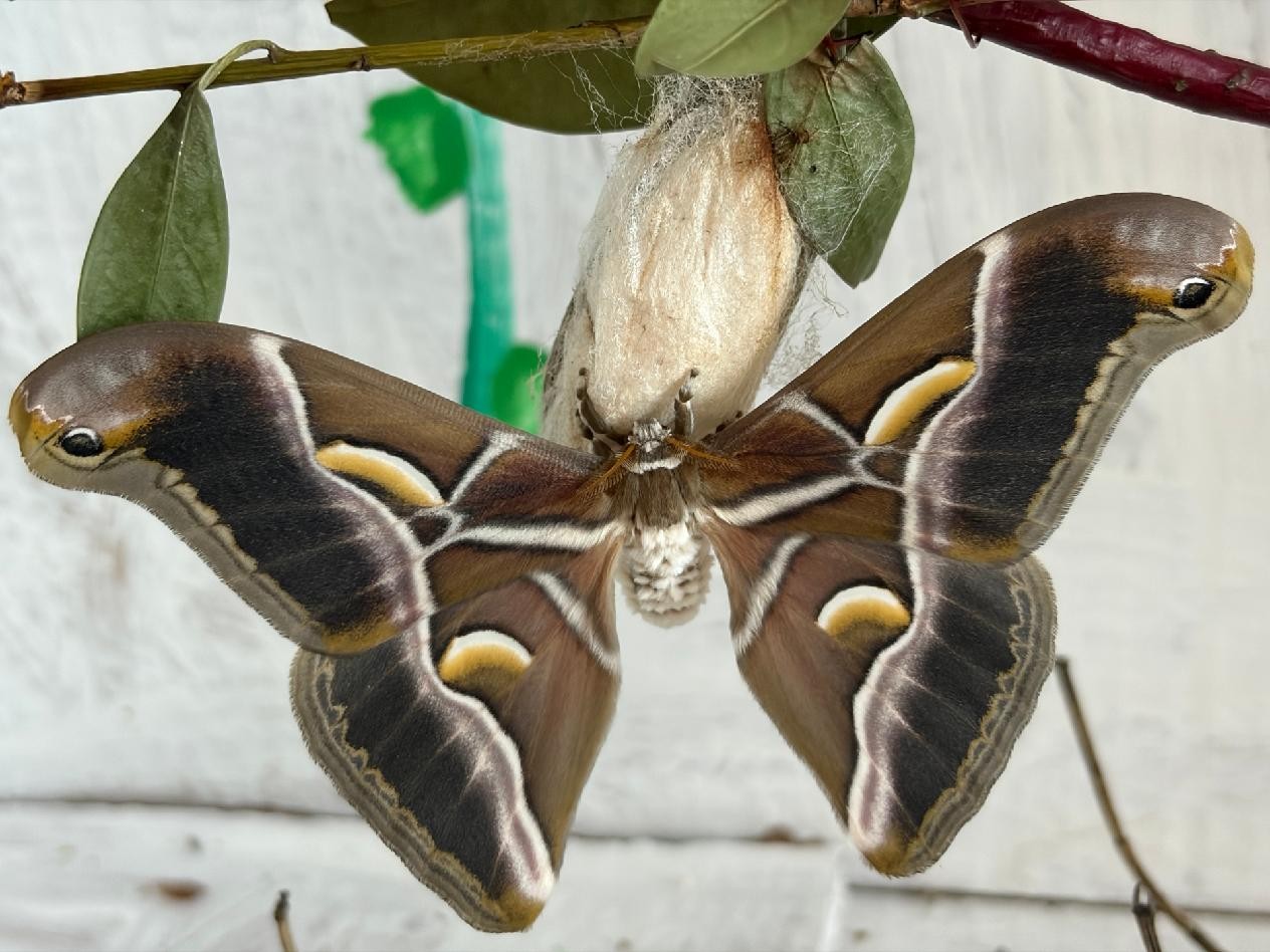 Líhnou a množí se nám motýli