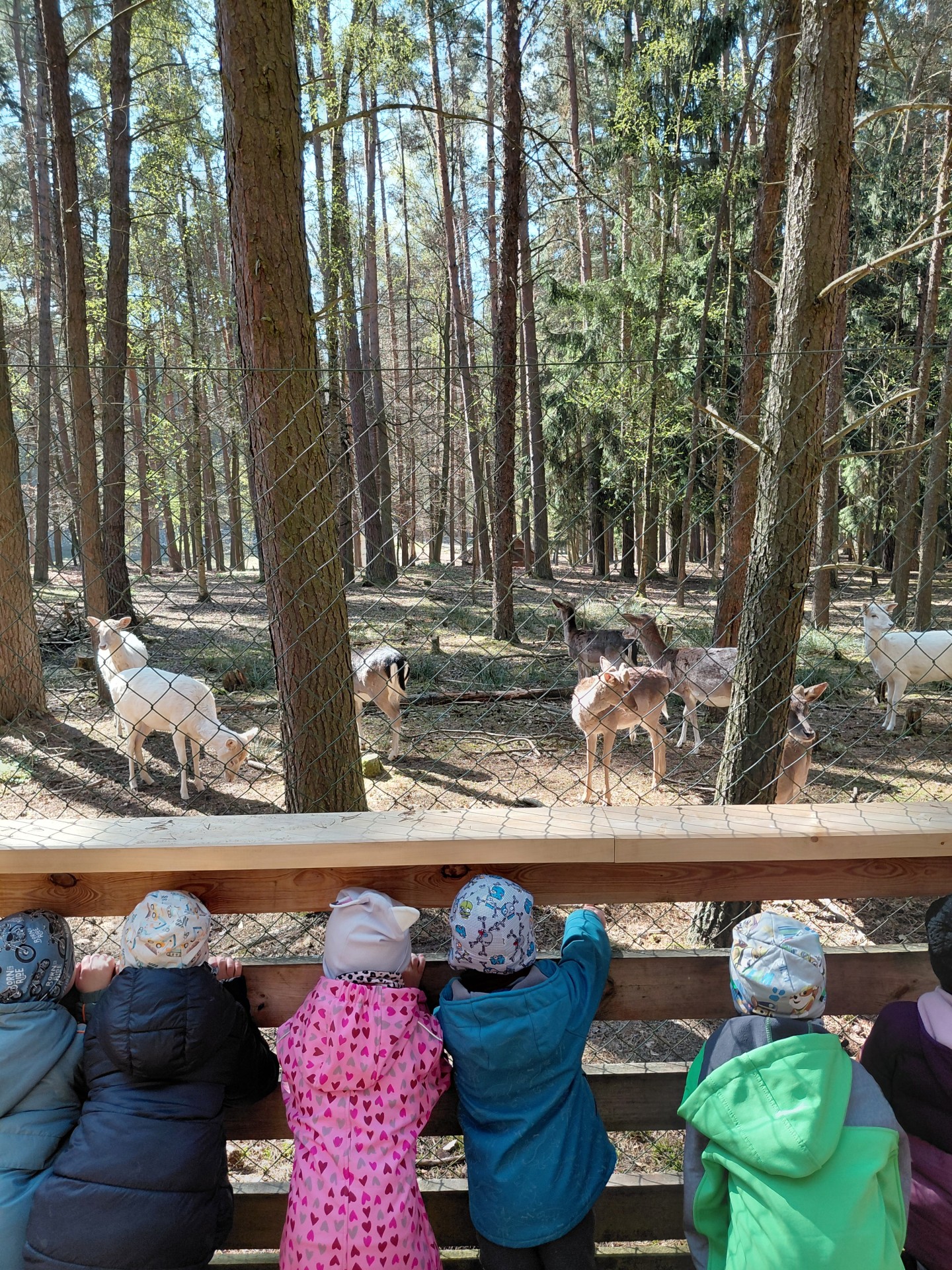 Sluníčka a Kytičky v arboretu Sofronka