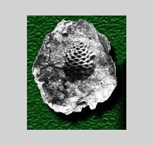 V arboretu Sofronka vznikne zoo koutek s lesní zvěří