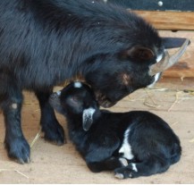 V zoo se narodilo první letošní mládě