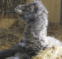 Velbloudí mládě pojmenovali fotbalisté