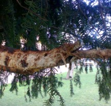 Vandalové ničí městské sady