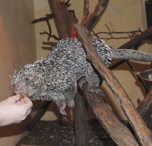 Plzeňská zoo poprvé v historii odchovala mládě dikobraza kuandu obecného