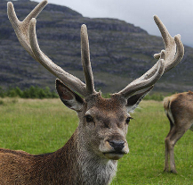 Dalším z témat virtuální univerzity pro seniory je myslivost