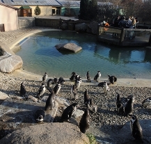 Tučňáci v plzeňské zoo mají nové zázemí