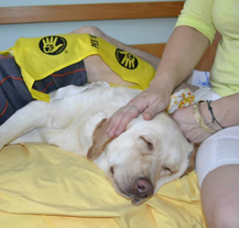 Týdenní stacionář Domovinka získal nového psího lékaře