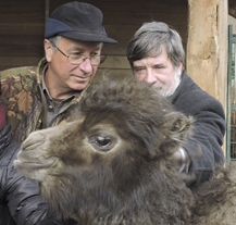 Samička velblouda dvouhrbého se jmenuje Georgína
