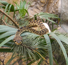 Plzeňská zoo má novou expozici, zve do Království jedu
