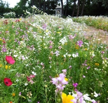 V Plzni rozkvétají letničkové záhony, plocha je proti loňsku dvojnásobná