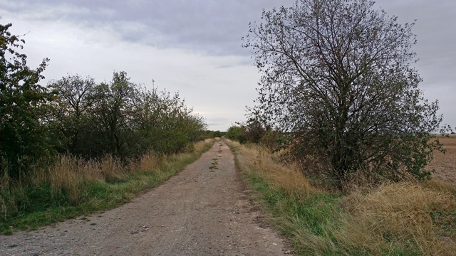 Třešňovka Křimice (foto: L. Plochý)