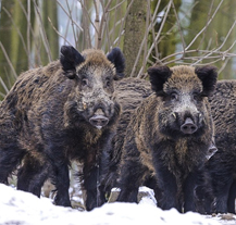 Posekání orobince na Valše by mohlo pomoci omezit aktivity divokých prasat