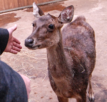 Tři mláďata plzeňské zoo mají nově své kmotry, jelínkovi dal jméno primátor