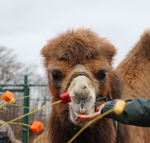 Dvacáté narozeniny oslavila v zoo velbloudice Josefína
