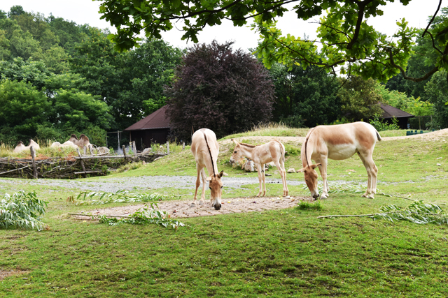ZOO Plzeň