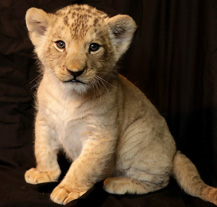 Plzeňská zoo má další lvíče