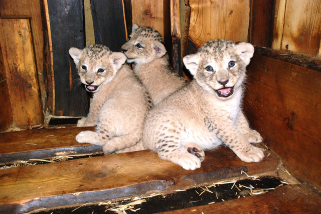 Zdroj foto: Zoo Plzeň