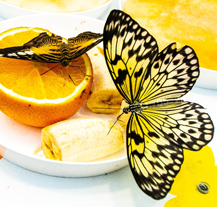 Zoo má nové lákadlo, expozici Filipíny s tropickými motýly a krokodýly