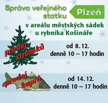 Město zahájí prodej vánočních kaprů a stromků