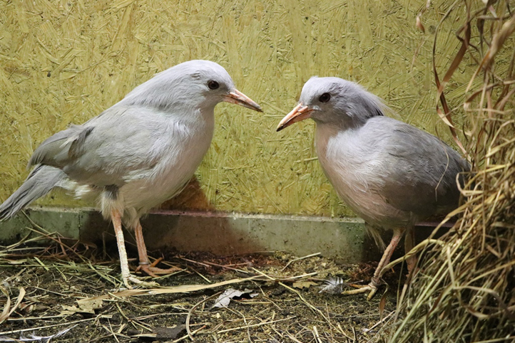 Zdroj fotografií: Zoo Plzeň