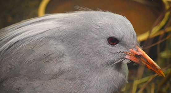 Plzeňská zoo chová poprvé kagu chocholatého