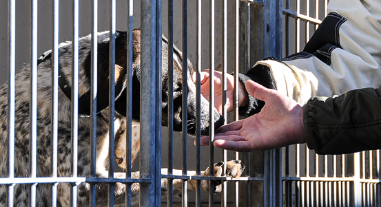 Sbírka pro zvířata v plzeňském útulku vynesla dosud čtvrt milionu korun