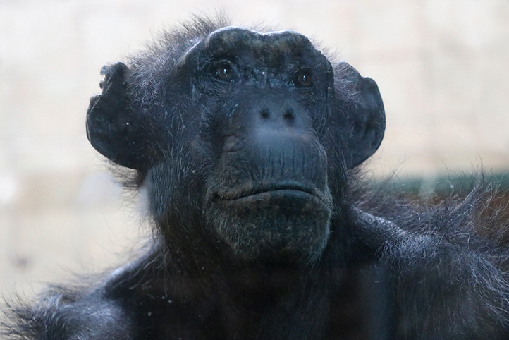 Samice šimpanze Brigitte (zdroj foto: Zoo Plzeň)