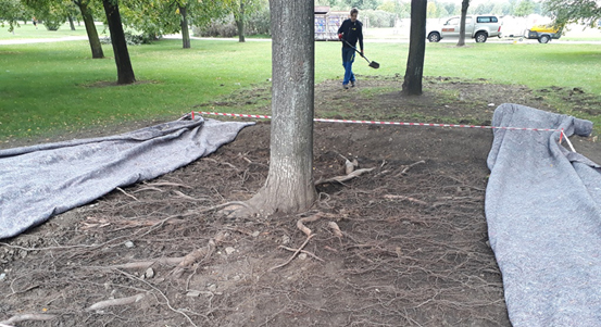 Stromy na Jiráskově náměstí budou mít lepší podmínky již letos na jaře
