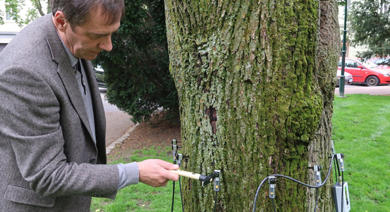 Nový přístroj pomáhá odhalit defekty větví a kmenů stromů