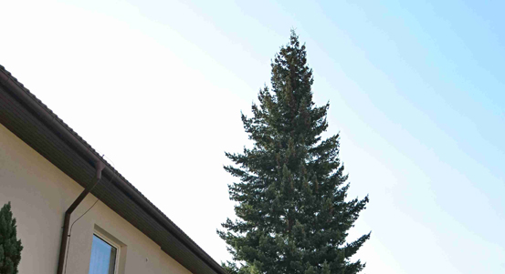 Lidé mohou darovat městu Plzni vánoční strom