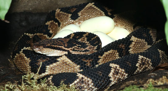 Poprvé v historii odchovala plzeňská zoologická zahrada malé křovináře