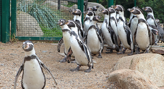 Plzeňská zoologická zahrada má sedm mláďat tučňáků Humboldtových