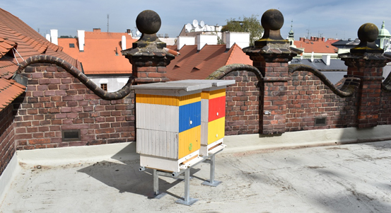 Plzeň se dala na městské včelaření, na střeše radnice má dva úly