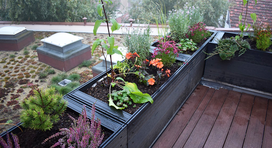 Plzeň má první základní školu se zelenou střechou