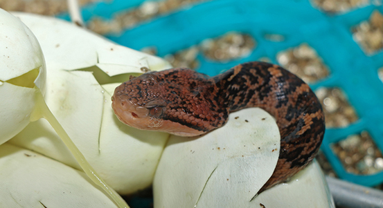 Plzeňská zoo bodovala se svými odchovy ježur a křovinářů
