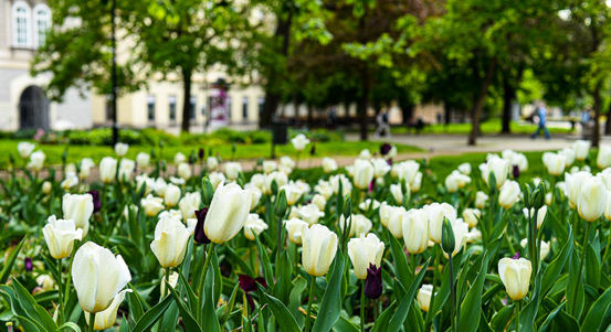 Sadový okruh města rozzářily stovky tulipánů