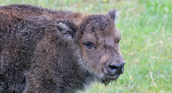 Plzeňská zoo hlásí nový přírůstek do zubří rodiny