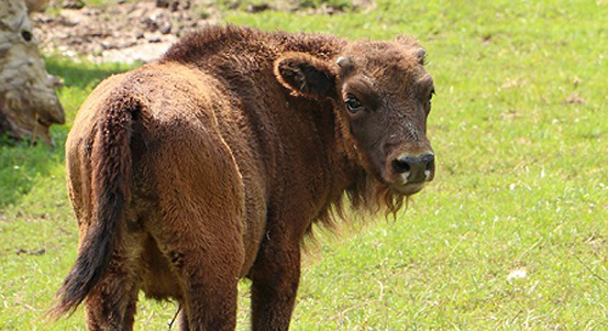 Plzeňská zoologická zahrada vyzývá: Přivezte zvířatům krmení