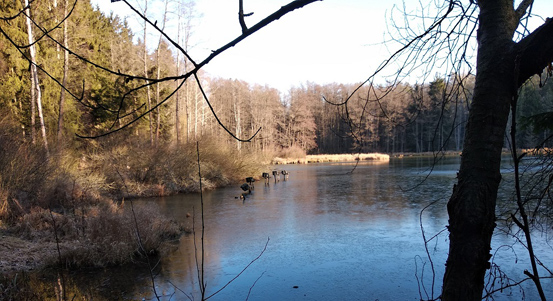 Město Plzeň nabádá návštěvníky svých lesů a parků k ohleduplnosti