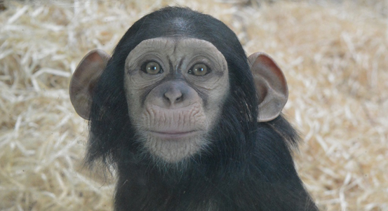 Zoo Plzeň navštívilo loni 377 tisíc návštěvníků, o čtvrtinu méně než v roce 2019