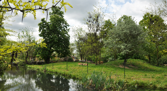 Plzeňští lvi berberští dostanou nový moderní výběh