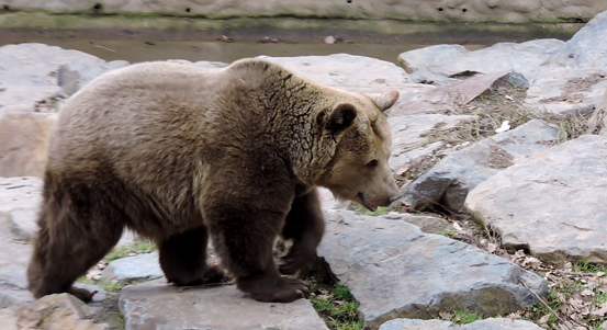 Plzeňská zoo se otevřela návštěvníkům