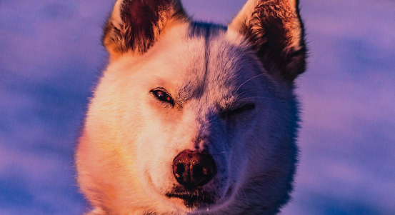 Výstava ukazuje Zmrzlé světy Jana Hvízdala