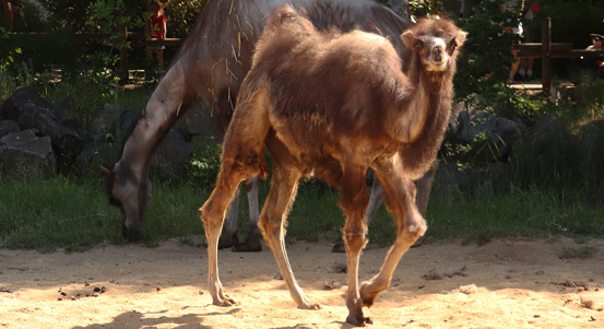 Zoo zve na malého velblouda i speciální dětský program k zahájení prázdnin