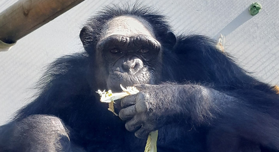 Zoo Plzeň získala nového samce šimpanze z Krakova a samici pandy červené. Konec prázdnin nabídne akce pro děti v zoo