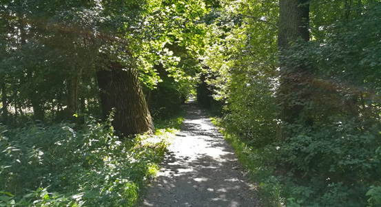 Alej Kilometrovka potřebuje obnovu. I kvůli bezpečnosti