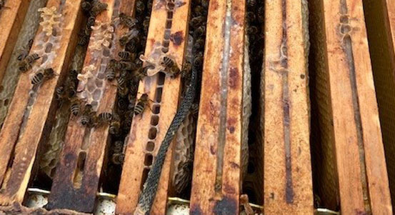 Včely na magistrátních střechách se za dobrou péči odměnily téměř devadesáti kilogramy medu