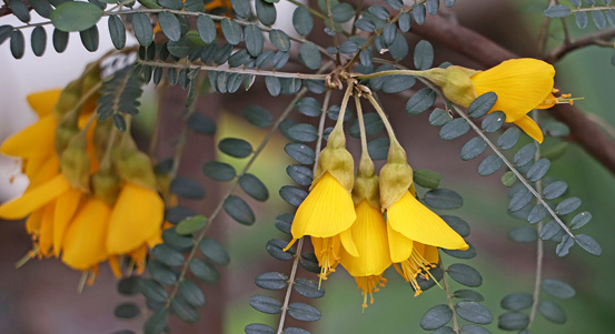 Zoologická a botanická zahrada láká na květy rostlin z jižní polokoule