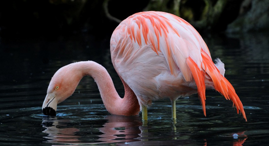 Erbovní zvíře plzeňské zoo se dočká lepšího bydlení