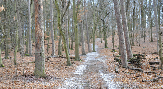 Město rozdá lidem stromy, aby si je vysadili na svých pozemcích
