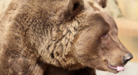 V plzeňské zoo se ze zimního spánku probudili medvědi